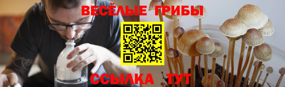 Элиста  Псилоцибиновые грибы прущие грибы  Вход с VPN 